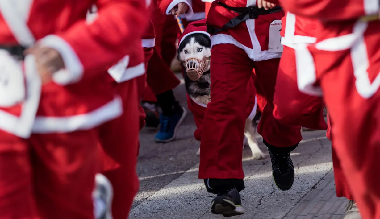 Seekor anjing bersama pemiliknya berpakaian Santa Claus saat mengikuti perlombaan lari tradisional Santa Claus Tahun Baru di Skopje, (24/12) (AFP Photo / Robert Atanasovki)