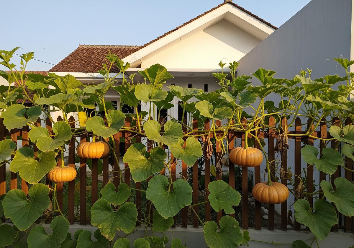 Jenis labu rambat yang cepat berbuah untuk menghijaukan pagar rumah model labu kuning