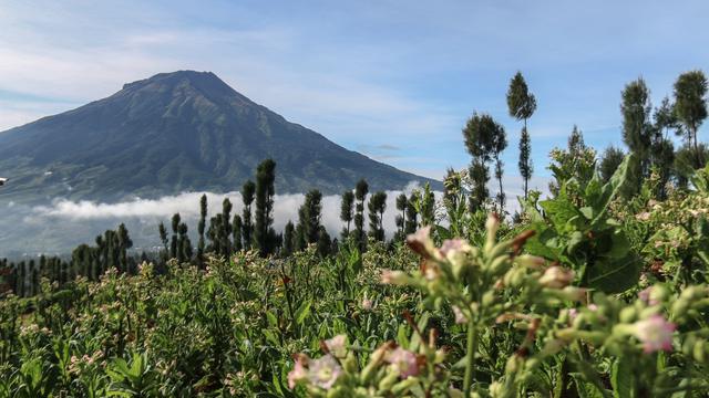 Desa Wisata Kampung Mbako