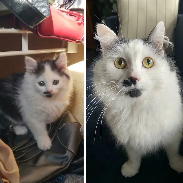Glow Up, 10 Potret Perbandingan Kucing Dulu VS Sekarang.