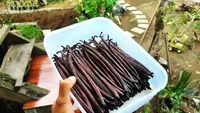 Langkah-Langkah Budidaya Vanili dalam Pot, Mudah Dilakukan di Rumah