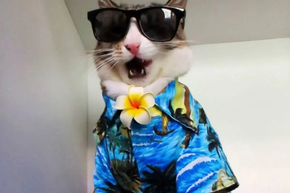 15 Inspirasi Fashion Kucing yang Menggemaskan