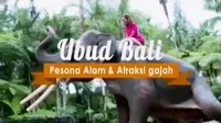 Di Kawasan Ubud, Bali pengunjung bisa menikmati pesona alam dan atraksi gajah di Elephant Safari Park.