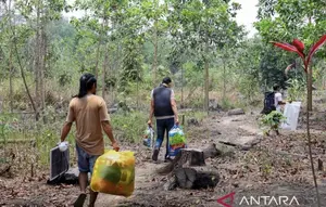 Lahan Sawit Ilegal Ditemukan di Bukit Tengkorak