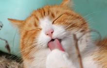 10 Rekomendasi Makanan Kucing agar Bulu-bulunya Lembut dan Tak Mudah Rontok, Wajib Coba