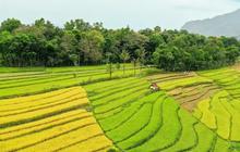 Rahasia Petani di Jatim Kini Bisa Panen 4 Kali dalam Setahun