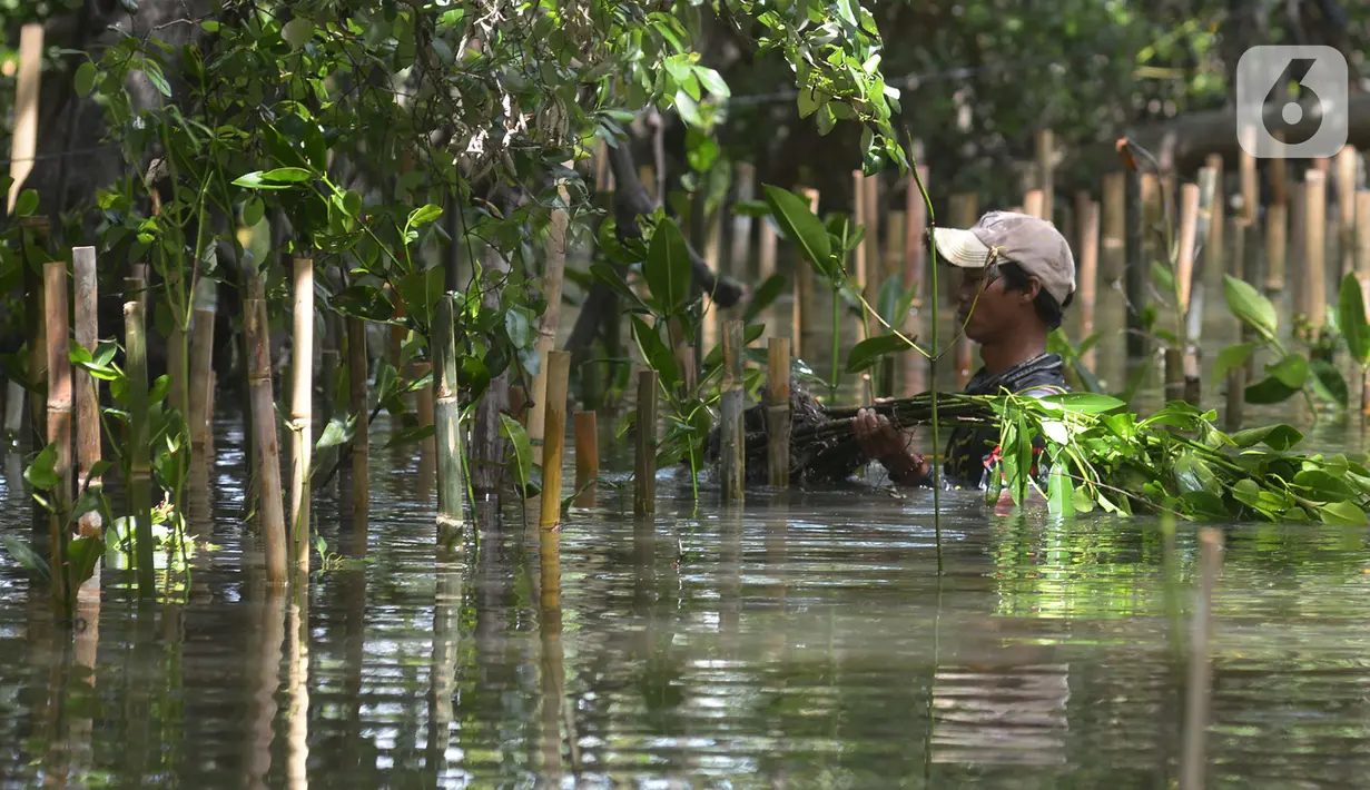 Pekerja menanam bibit bakau jenis Rhizophora di Kawasan Hutan Lindung  Angke, Jakarta Utara, Sabtu (31/10/2020). Pemprov DKI melakukan penanaman sebanyak 160 ribu bibit bakau yang ditanam sebagai upaya perlindungan dan konservasi kawasan pesisir Jakarta. (merdeka.com/Imam Buhori)