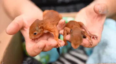 Relawan asosiasi Goupil merawat dua anak tupai di Rumah Sakit Margasatwa di Laroque, Prancis, Selasa (9/7/2019). Goupil merawat ratusan hewan terdampak gelombang panas yang melanda Prancis dan Eropa sejak akhir Juni. (SYLVAIN THOMAS/AFP)