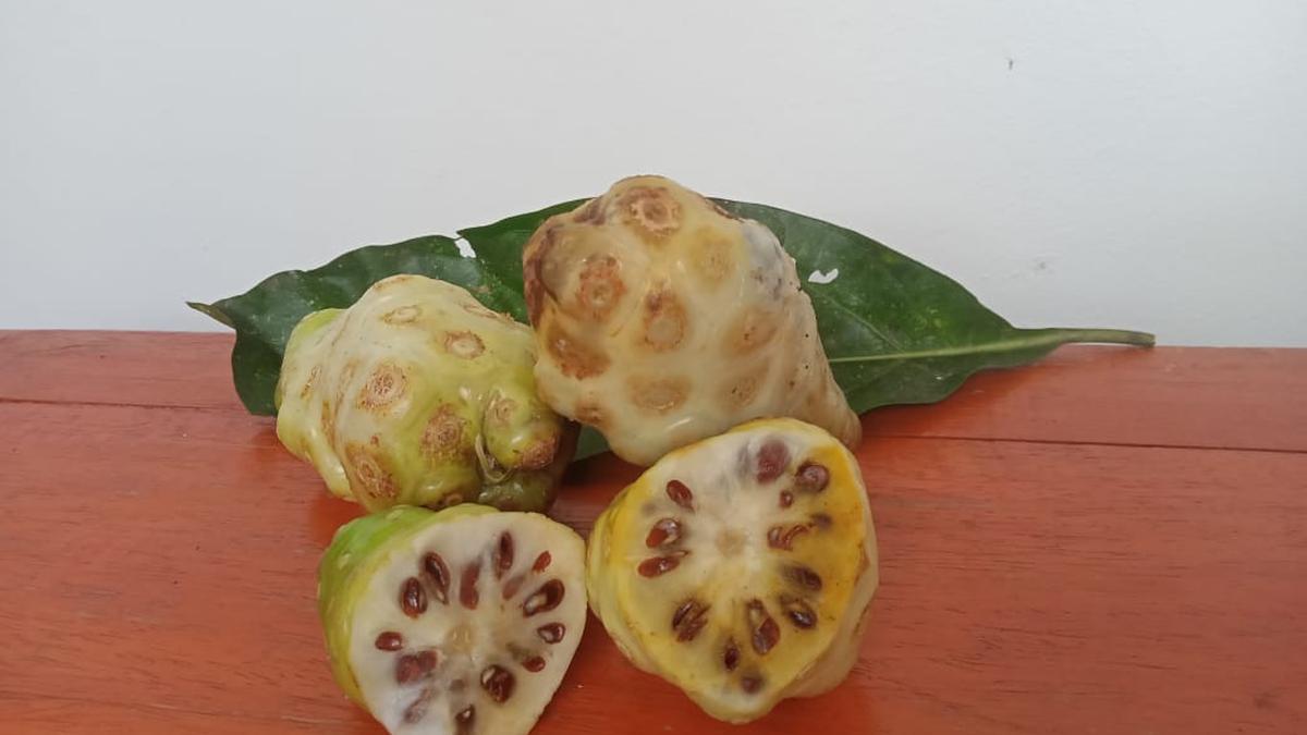 Cara Aman Mengonsumsi Rebusan Buah Mengkudu untuk Kesehatan