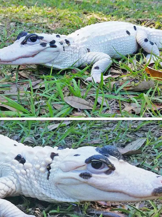 7 Potret Hewan dengan Warna Bulu Maupun Kulit yang Anti Mainstream