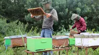 Usaha penangkaran lebah madu yang dikembangkan masyarakat di hutan tanaman industri akasia di Jambi. (Liputan6.com/ist)