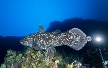 ‘Ikan Dinosaurus’ yang Diduga Telah Punah Muncul Lagi di Laut Indonesia