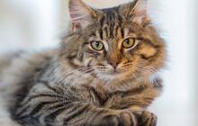 Tips Membuat Kucing Tetap Nyaman di Rumah Sendirian ketika Ditinggal Liburan