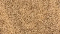Dalam foto gurun pasir ini sebenarnya tersembunyi satu hewan paling berbisa di dunia. Bisakah kamu menemukannya?