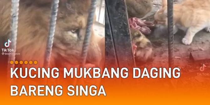 VIDEO: Bikin Khawatir, Kucing Mukbang Daging Bareng Singa