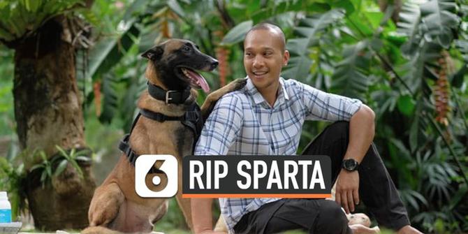 VIDEO: Sparta, Anjing Bima Aryo yang Menyerang ART Mati