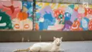 Seekor kucing duduk dengan latar belakang Mural Cikini Project #1 di Taman Plaza Teater Besar, Taman Ismail Marzuki, Jakarta, Jumat (23/8/2019). Project #1/Mural Cikini yang diikuti oleh 4 seniman digelar dalam rangka menata estetika ruang publik dengan goresan cat. (Liputan6.com/Faizal Fanani)