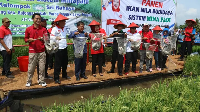 Panen ikaan dalam budidaya sistem minapadi di Desa Gembong, Purbalingga, Jawa Tengah. (Foto: Liputan6.com/Humas Protokol Purbalingga/Muhamad Ridlo)