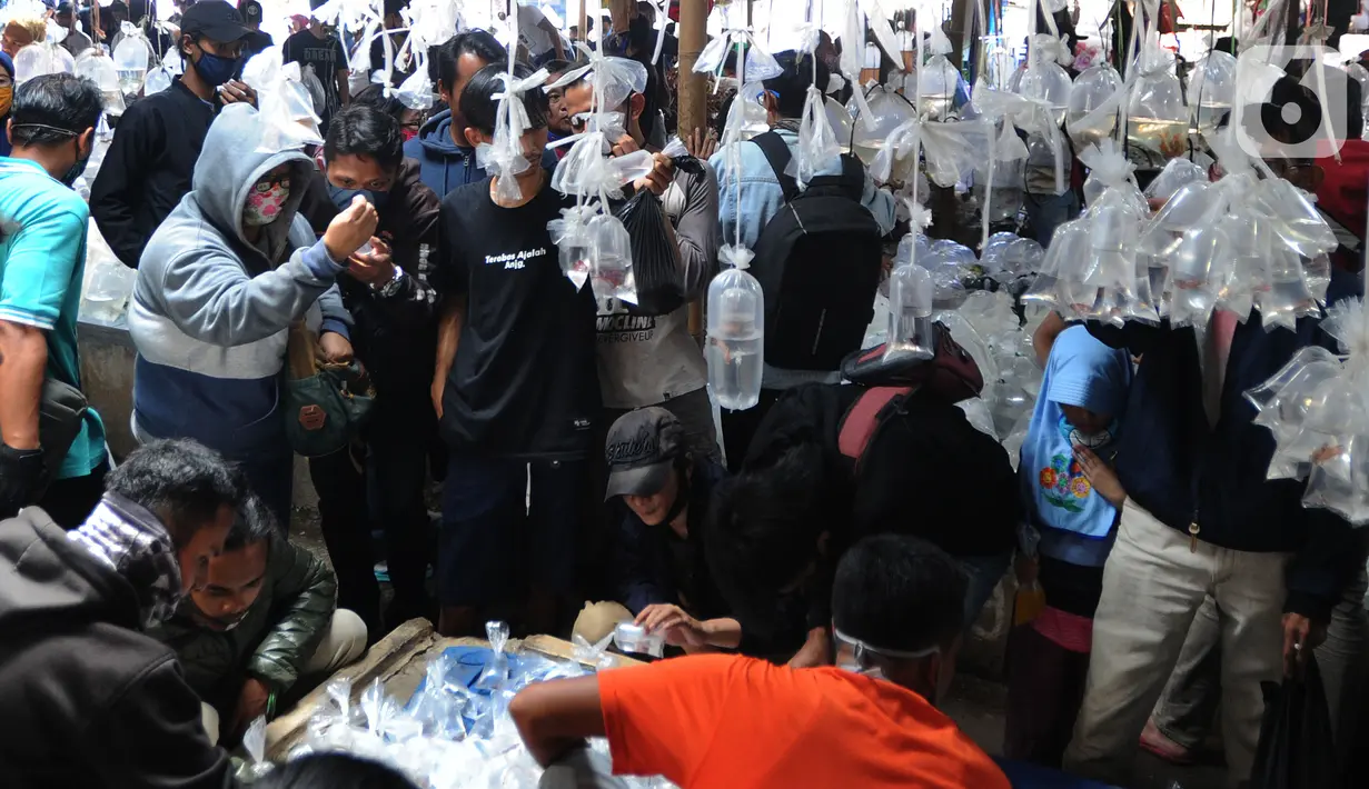 Pengunjung berdesakan pada salah satu kios di Pasar Ikan hias Parung, Bogor, Senin (27/7/2020). Pasar ikan hias yang buka pada setiap hari Senin, Kamis, dan Sabtu ini sama sekali tidak menerapkan  protokol kesatan guna mencegah penyebaran covid-19. (merdeka.com/Arie Basuki)