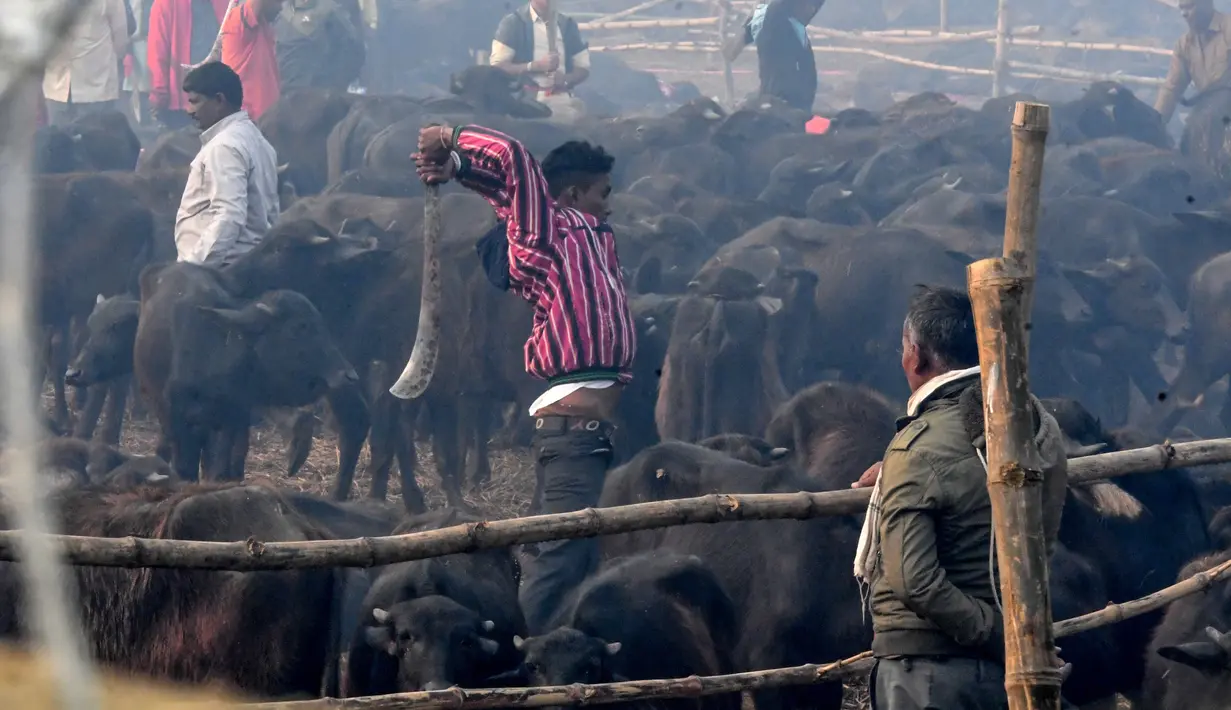 Seorang umat Hindu mengayunkan parang saat ingin memenggal seekor kerbau dalam Festival Gadhimai di Bariyarpur, 160 km dari Kathmandu, Nepal (3/12/2019). (AFP/Prakash Mathema)