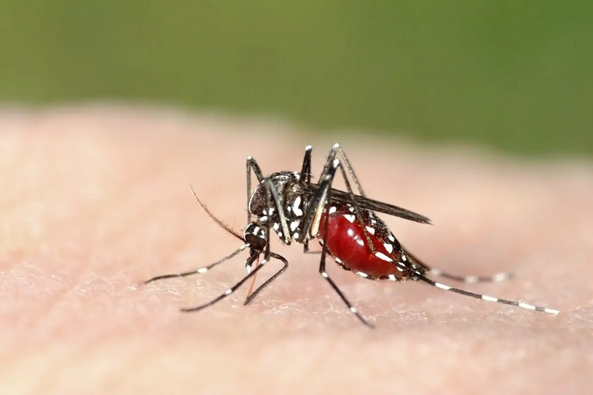 Hari Kesehatan Nasional, Pentingnya Cegah Demam Berdarah Dengue
