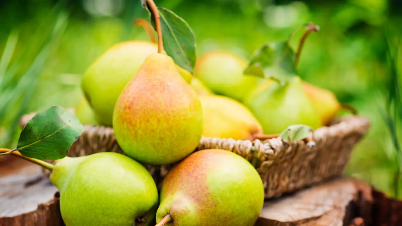 buah pir