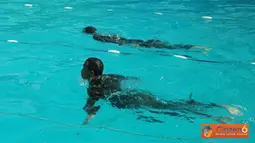 Citizen6, Surabaya: Sebanyak 12 tamtama yang berasal dari Pusat - pusat Pendidikan di lingkungan Kobangdikal mulai mengikuti tahapan seleksi. Materi tes dalam rangka tes Tamtama Teladan Kobangdikal, antara lain Renang Militer.(Pengirim:Penkobangdikal).