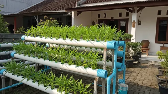 Inspirasi Kebun Kangkung Bertingkat untuk Panen Cepat di Halaman Rumah Kecil