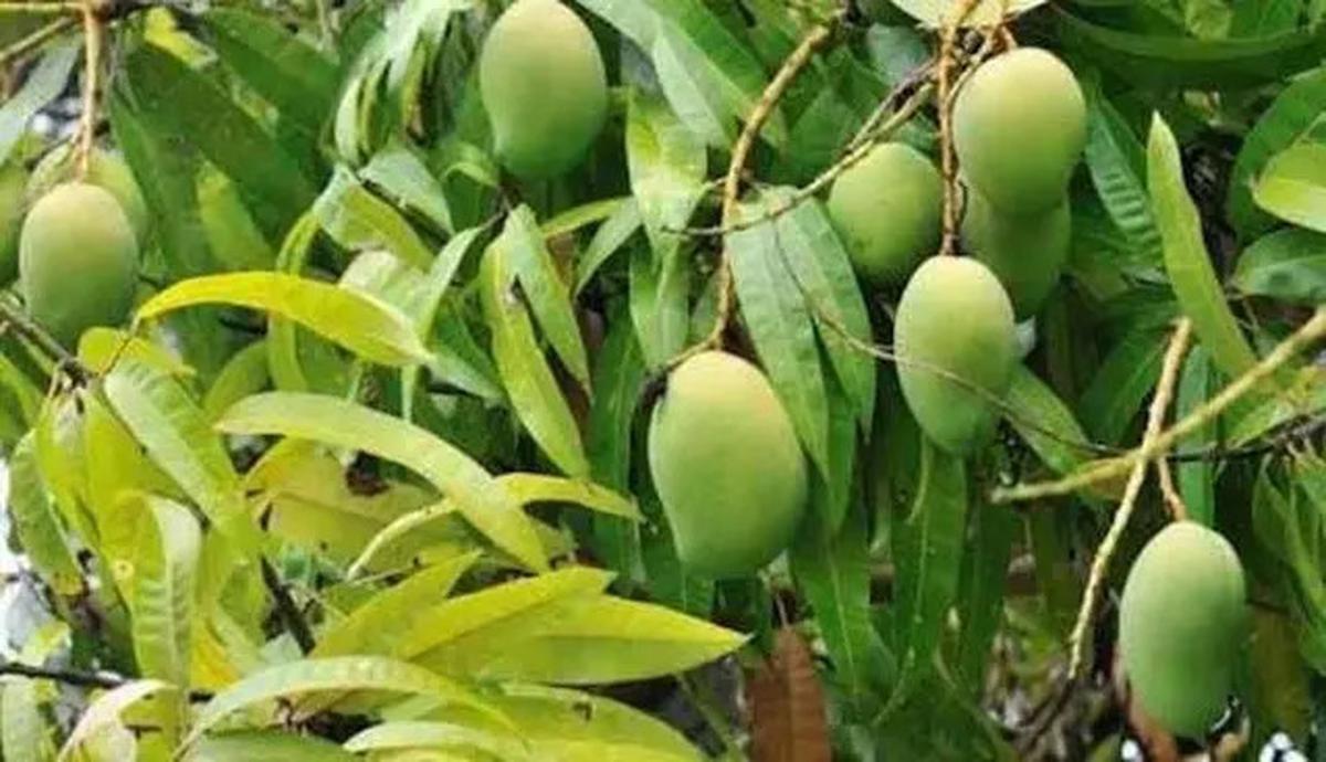 Resep Daun Ajaib Penurun Gula Darah, Rahasia Kesehatan Alami yang Mudah Dicoba