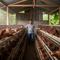 Ternak ayam petelur dengan kandang baterai skala rumahan (Gemini AI)