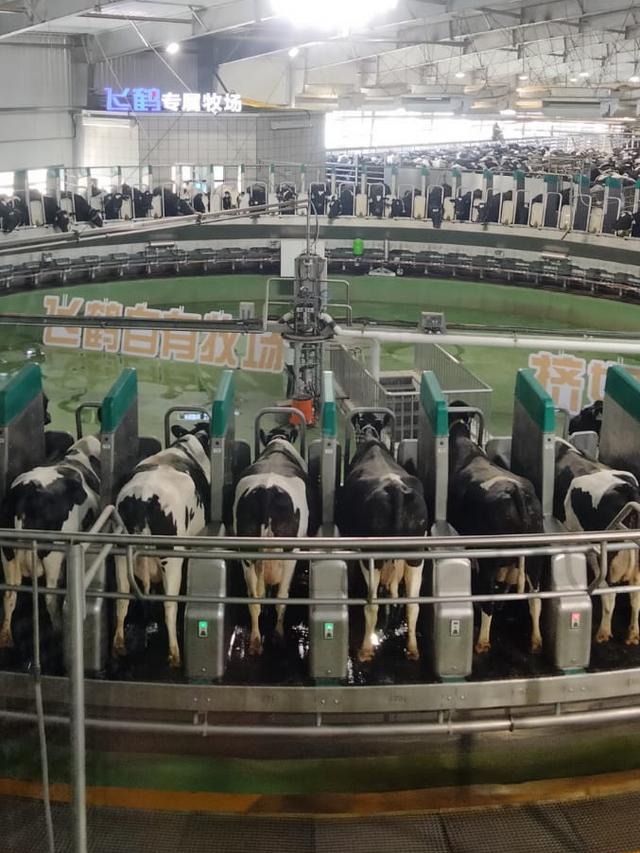 Peternakan sapi FEIHE