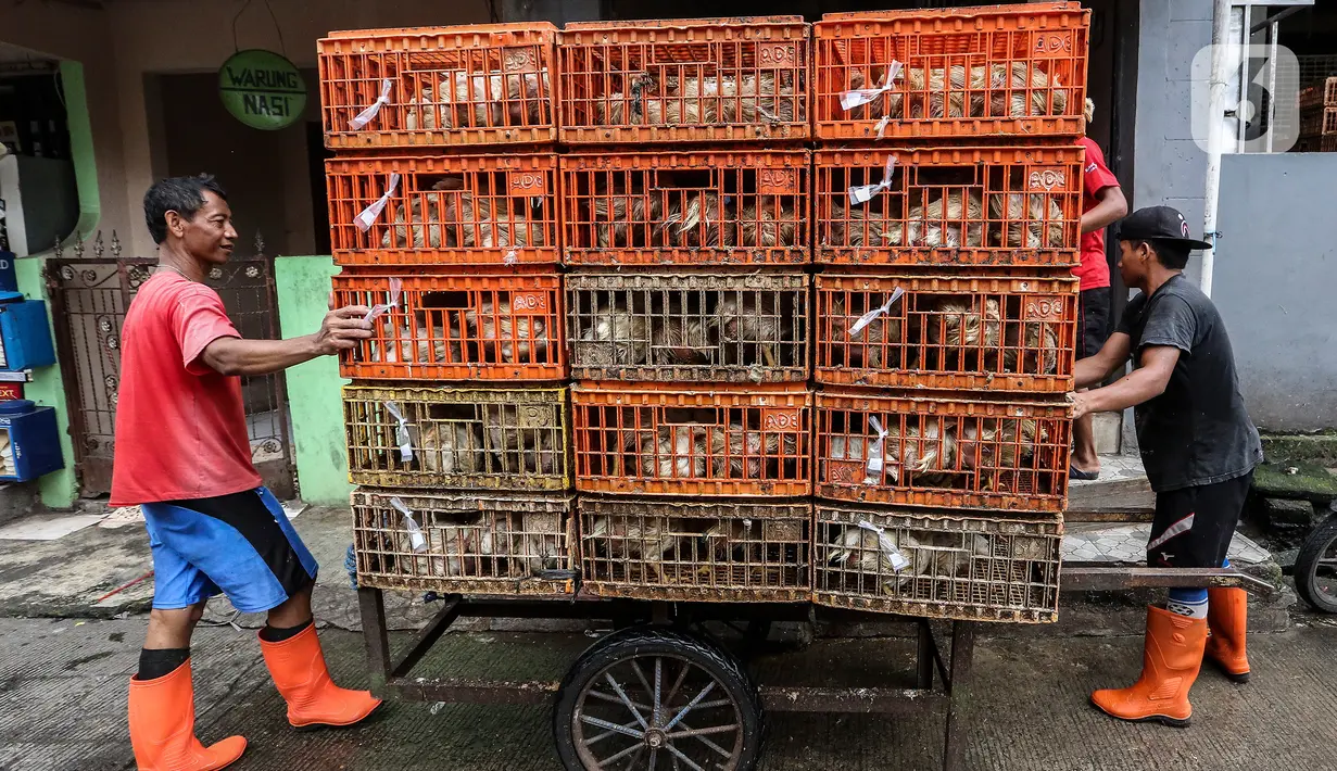 Pekerja menata ayam potong yang dipesan pembeli di tempat pemotongan saat pandemi COVID-19 di kawasan Kebayoran Lama, Jakarta, Jumat (29/1/2021). Saat ini harga ayam ras di tingkat konsumen berkisar Rp 27.000 per kilogram. (Liputan6.com/Johan Tallo)