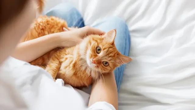 Cara Unik Kucing Tunjukkan Rasa Sayang ke Pemiliknya