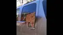 Seekor kucing ini sangat menakjubkan, ia berdiri digagang satu pintu mobil, apakah dia sedang belajar akrobat? (25/6/14) (Bajiroo.com)