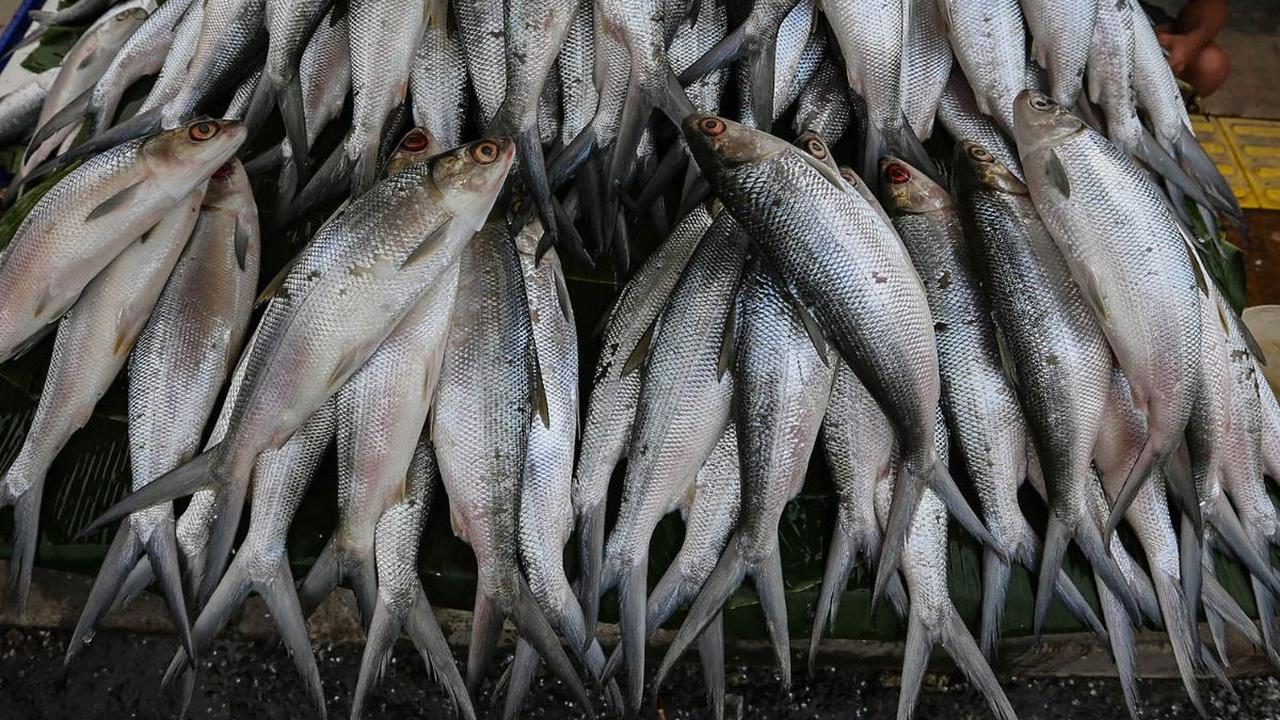 Menjelang perayaan Imlek, sejumlah pedagang ikan bandeng mulai menjamur di berbagai kawasan Ibu Kota Jakarta. Salah satunya di Rawa Belong, Jakarta Barat. Hal itu terjadi lantaran ikan bandeng merupakan salah satu sajian wajib, selain kue keranjang dan je