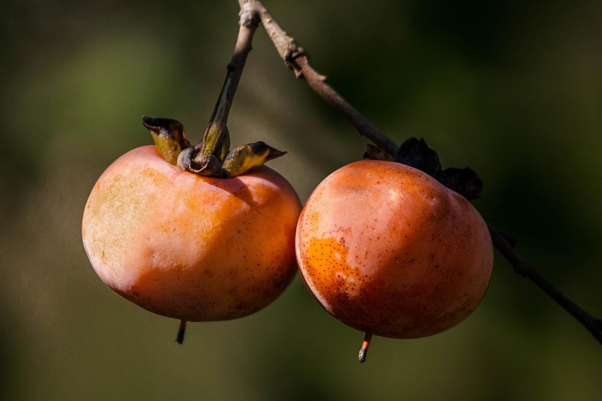 Manfaat Buah Kesemek (sumber: unsplash)