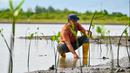 Selain untuk pemulihan ekosistem kawasan hutan pesisir, penanaman ribuan bibit mangrove ini juga dilakukan untuk meningkatkan kualitas lingkungan. (CHAIDEER MAHYUDDIN/AFP)