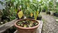 Cara Mengatasi Daun Cabai Menguning dan Rontok, Ikuti 6 Tips ini Supaya Tanaman Kembali Subur