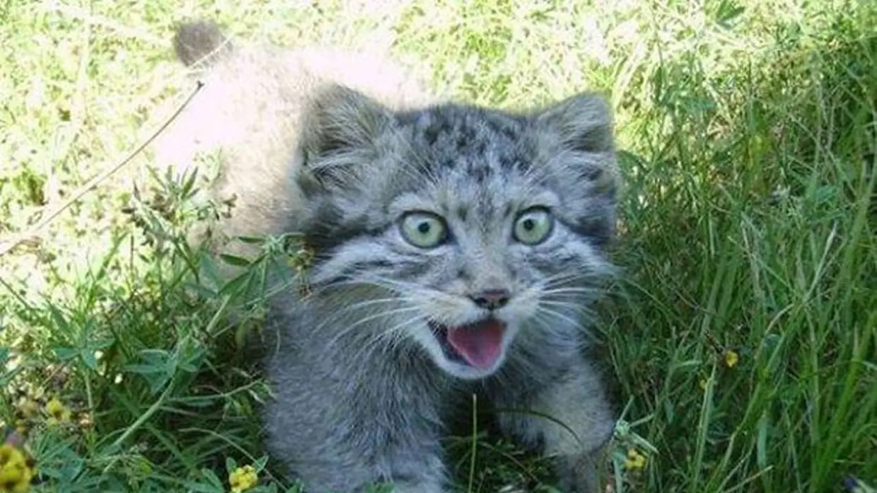 [Bintang] Masih Kecil Imut, Sudah Besar Kucing Ini Jadi Ganas! Ada Apa?