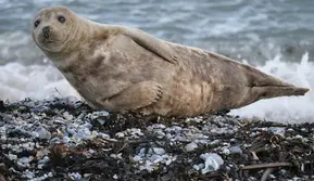 Pulau 'Iblis' Yunani Berubah jadi Surga bagi Anjing Laut Langka