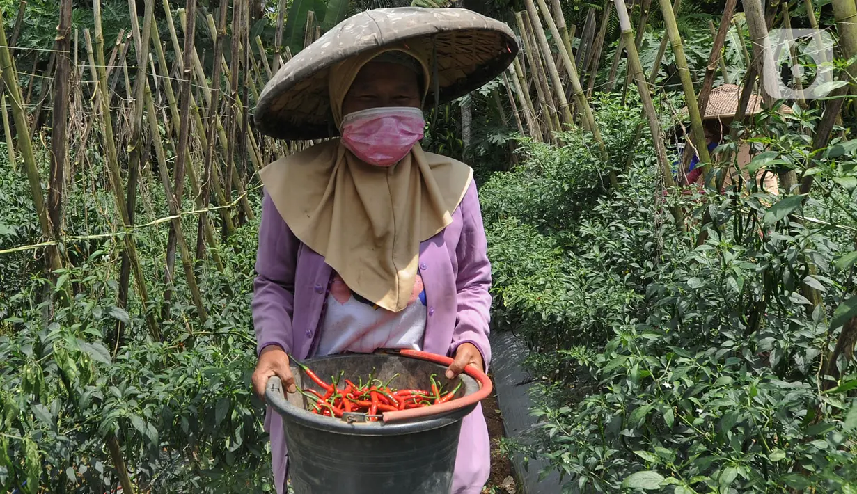 Petani memanen cabai keriting di kawasan Pesawah, Cicurug, Sukabumi, Rabu (22/04/2020). Sejak penerapan Pembatasan Sosial Berskala Besar (PSBB), sejumlah petani mengeluhkan harga cabai keriting di tingkat petani yang turun dari Rp 20 ribu per kg menjadi Rp 12 ribu per kg. (merdeka.com/Arie Basuki)