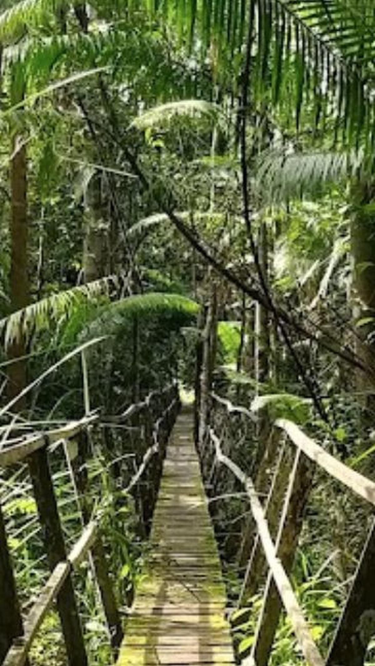 8. Hutan Lindung Sungai Wain<br>
