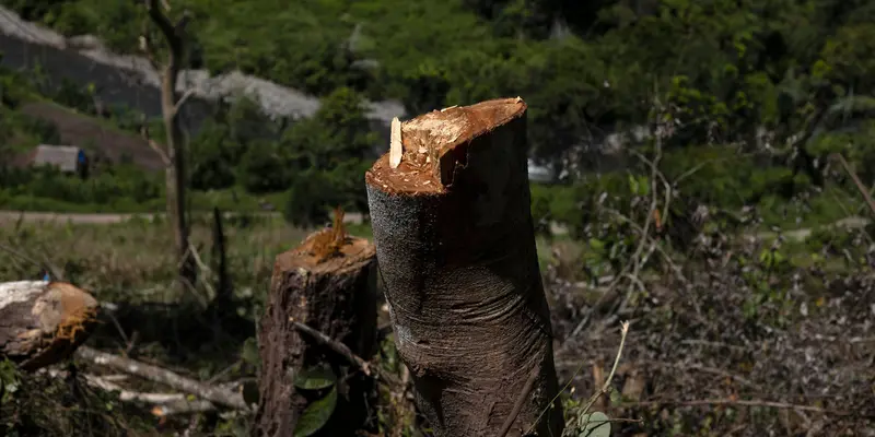 Deforestasi Hutan Primer Indonesia Meningkat 27% pada Tahun 2023