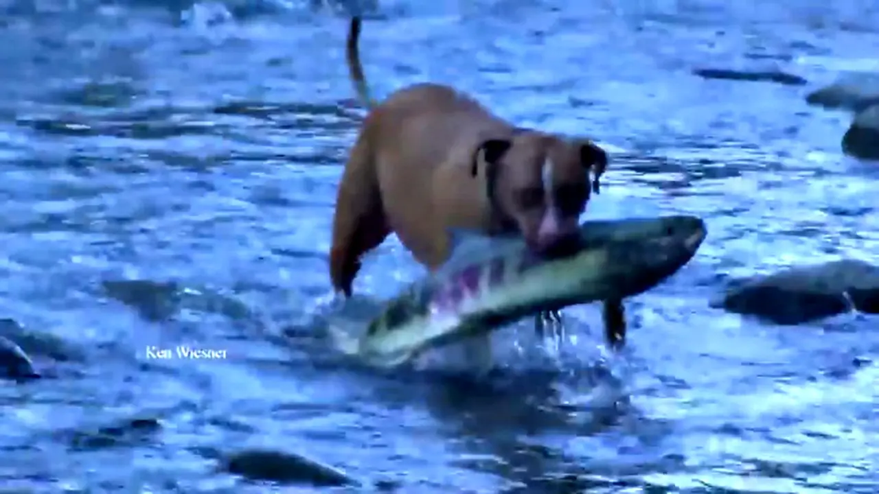Anjing Pintar Penangkap Ikan 