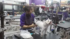 Dari Cukur Bulu hingga Mandi Mengintip Cuan Bisnis Pet Shop