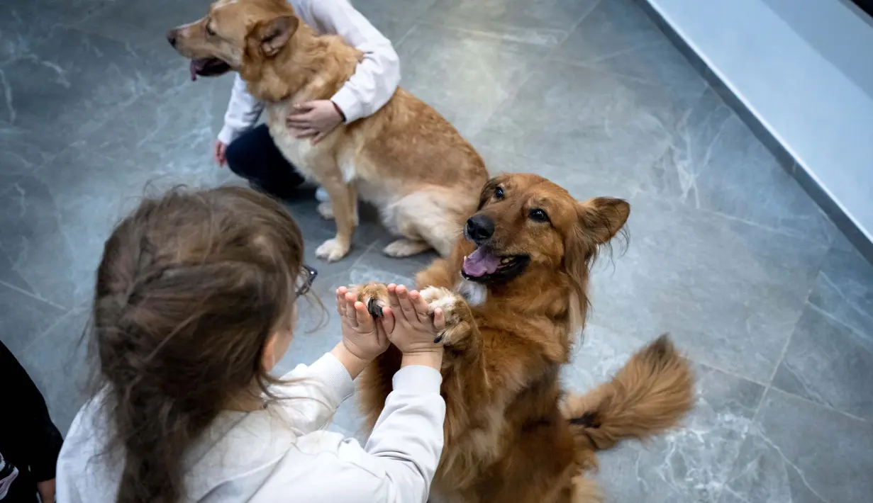 Anak-anak mengatasi trauma mereka dengan bermain bersama anjing. (AP Photo/Roman Hrytsyna)