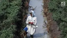 Petani memetik hasil panen cabai di Brebes, Jawa Tengah, Minggu (2/7). Produksi cabai merah besar di Brebes turun sekitar 70 persen lantaran cuaca buruk yang terjadi beberapa hari terakhir ini. (Liputan6.com/Faizal Fanani)