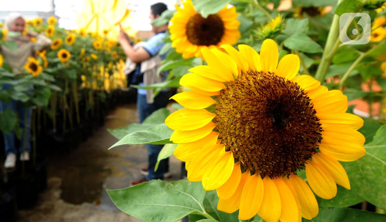 Pengunjung berfoto dengan tanaman bunga matahari di Bogor Sky Garden, Mall BTM, Kota Bogor, Jawa Barat, Minggu (13/06/2021). Taman bunga matahari di atap gedung pusat perbelanjaan itu menjadi wisata alternatif gratis bagi pengunjung dalam mengisi libur akhir pekan. (merdeka.com/Arie Basuki)