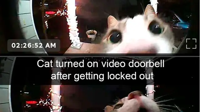 7 Snapchat Kocak Kucing Ini Bakal Buatmu Tersenyum Melihatnya