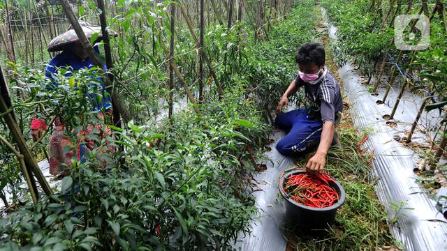 Harga Cabai Alami Penurunan